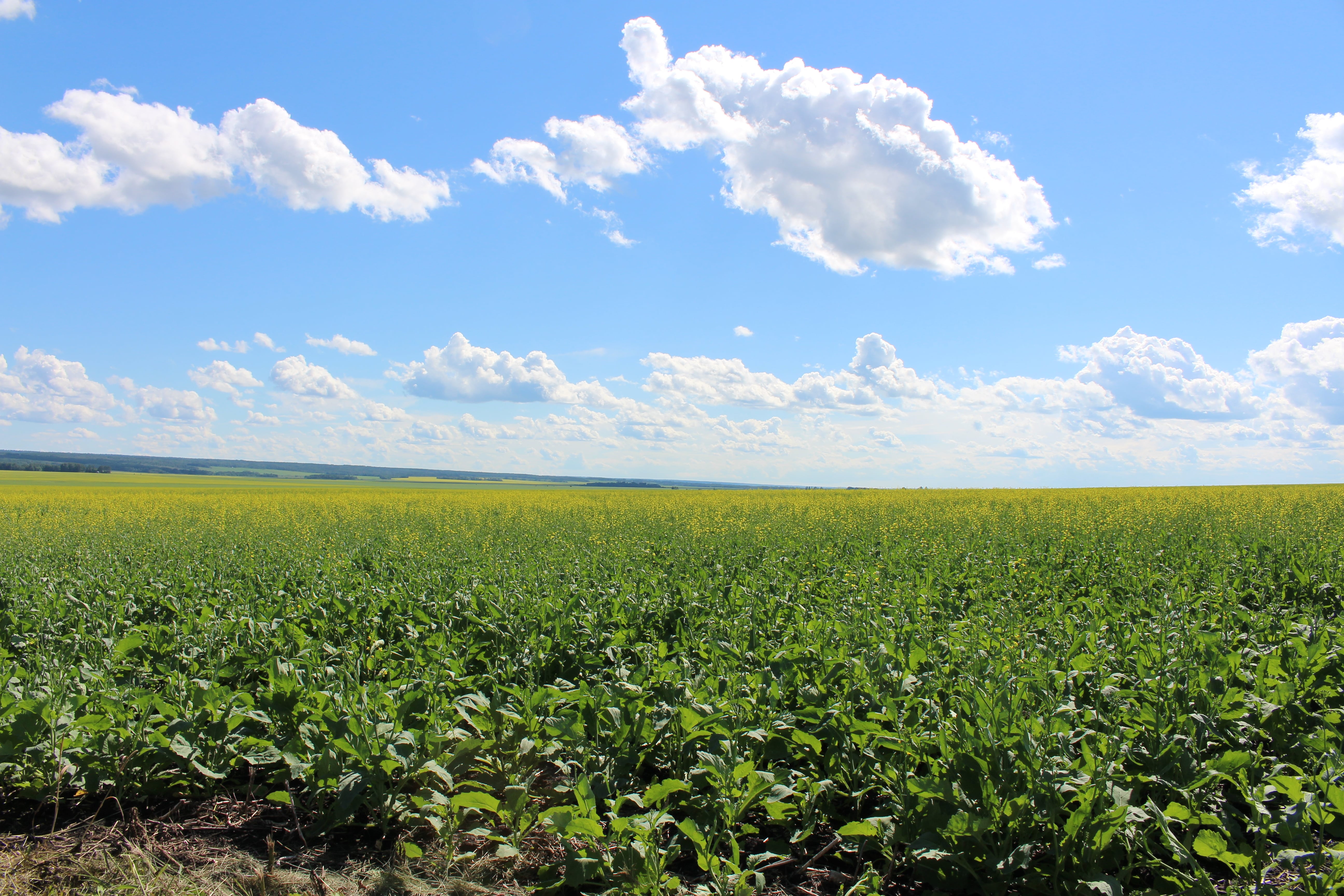 canola